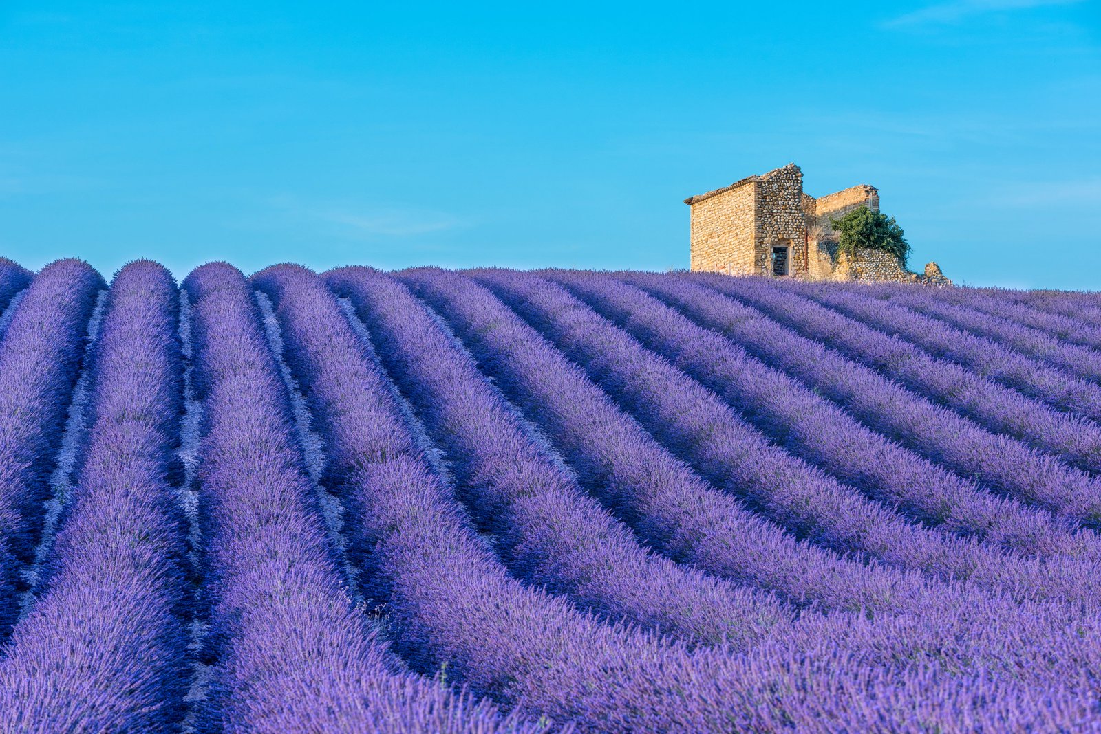In Provence, neat rows of lavender stretch to the horizon