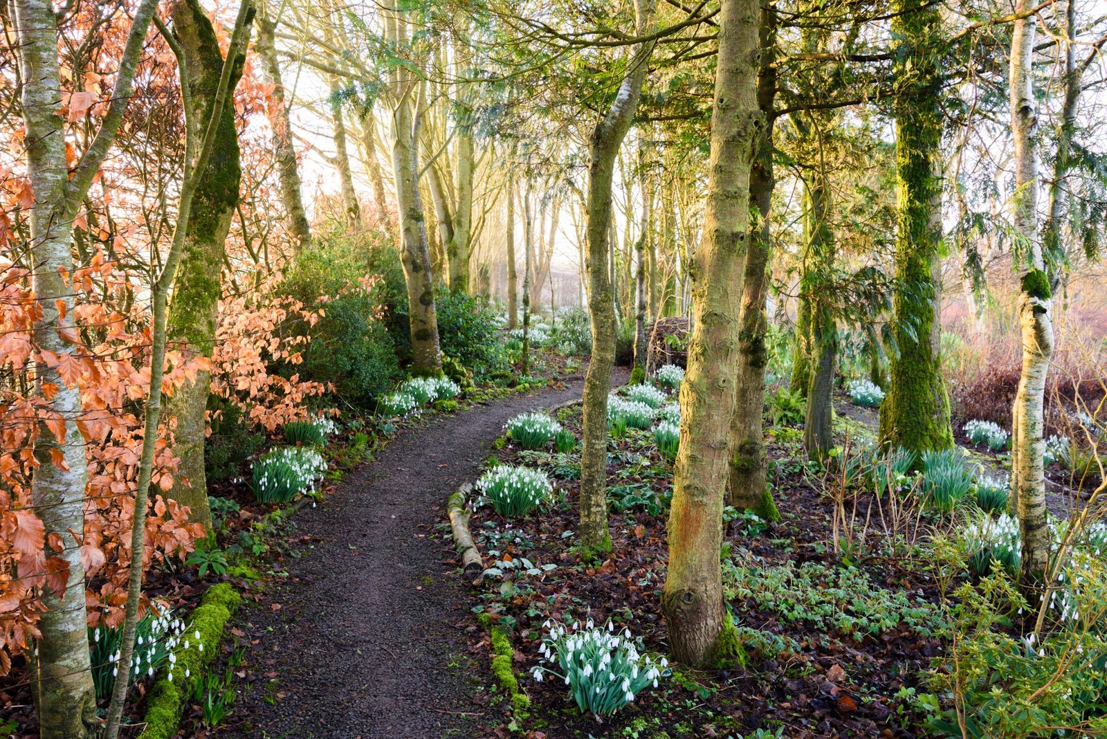 Path edged with snowdrops at Higher Cherubeer, Devon