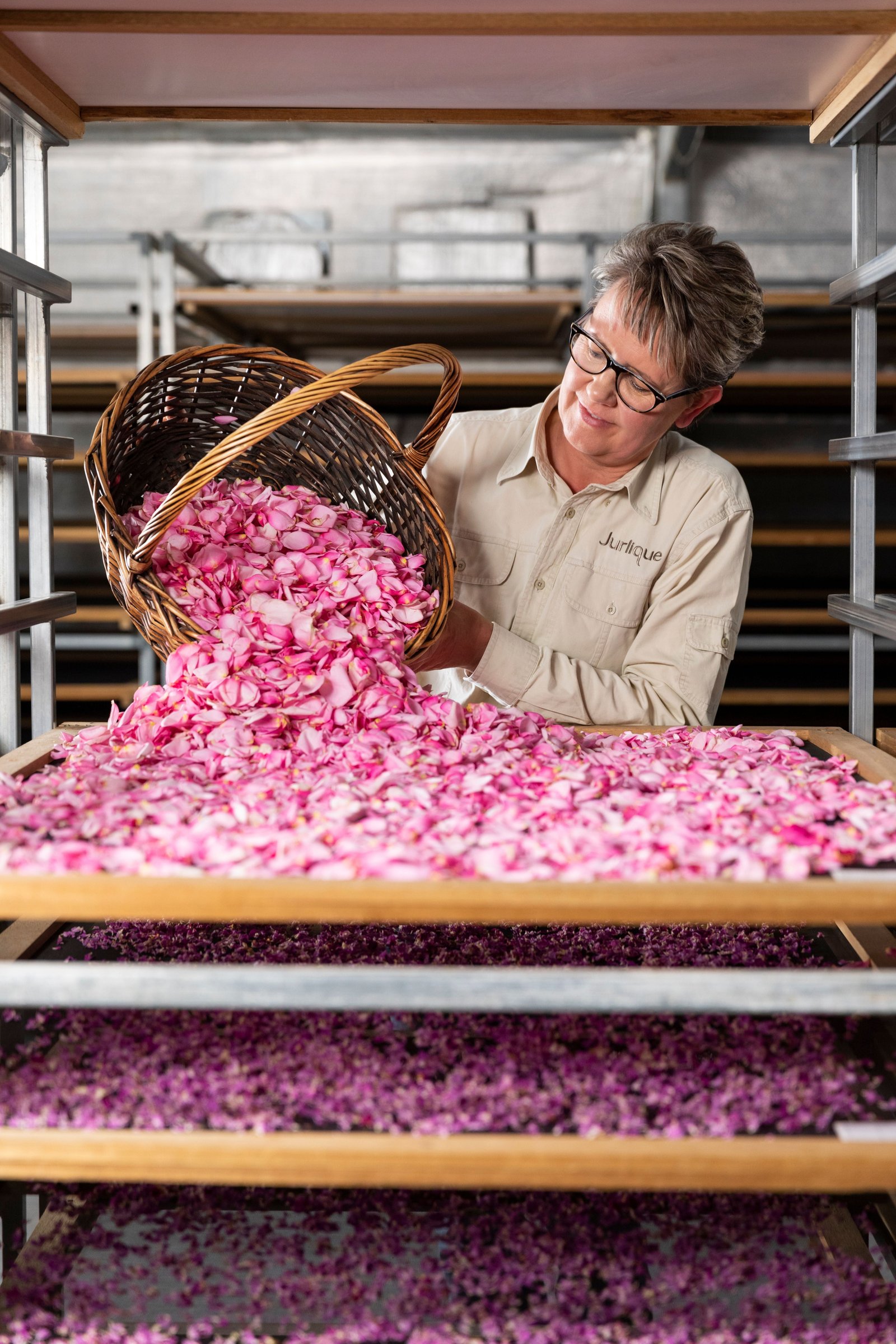 Rose petals in the drying room at Jurlique Farm