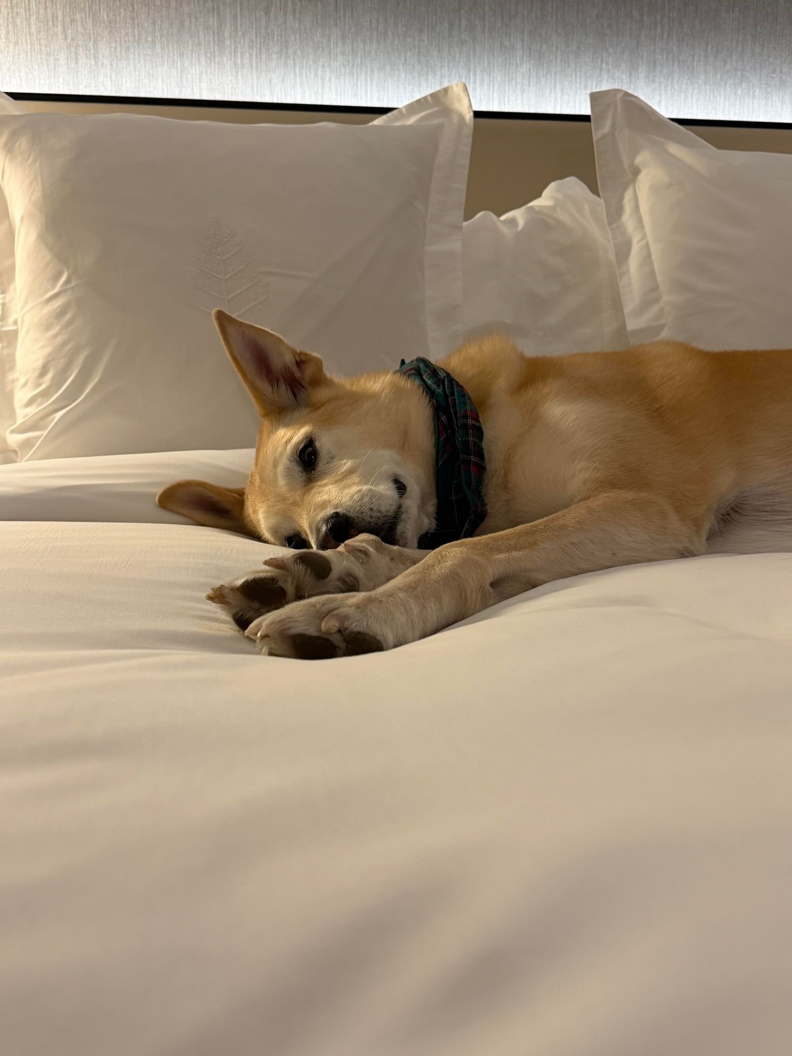 Image may contain Cushion Home Decor Animal Canine Dog Mammal Pet Bed Furniture Indoors and Interior Design