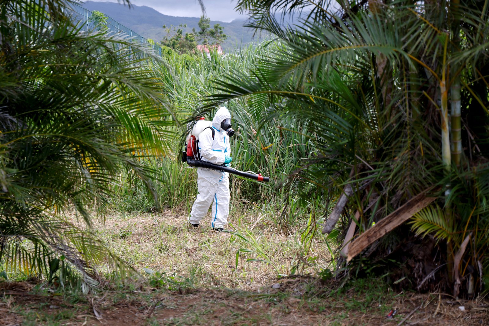 Réunion recorded over 54,550 confirmed cases during a 2025 outbreak
