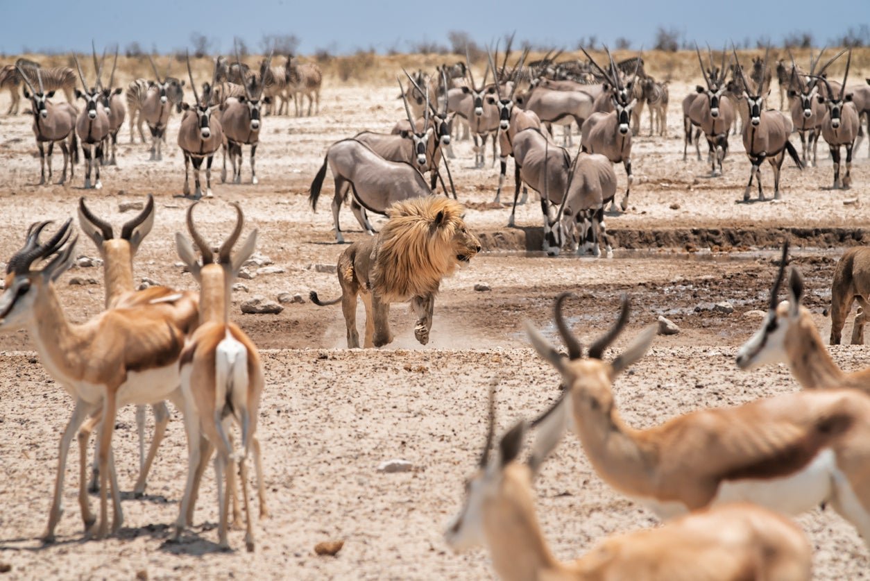 Etosha National Park is home to over 100 mammal species