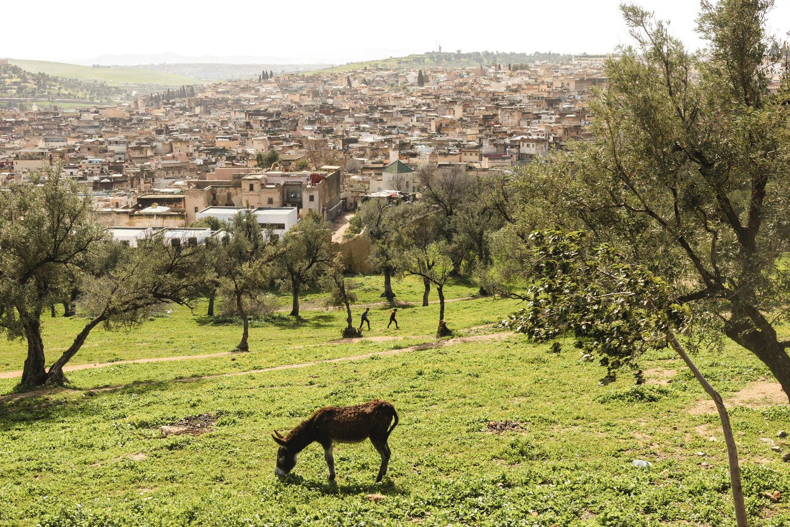 A view of the city Fes in Morocco.