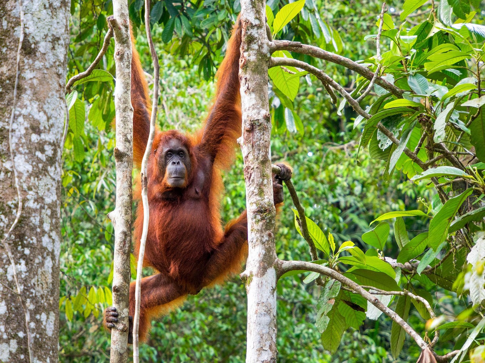 An orangutan in Borneo.