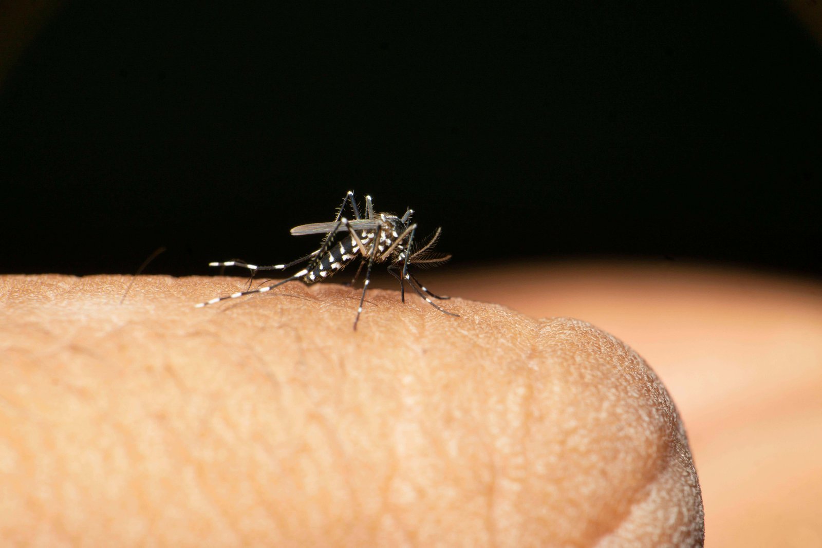 Chikungunya is a virus spread by mosquito bites