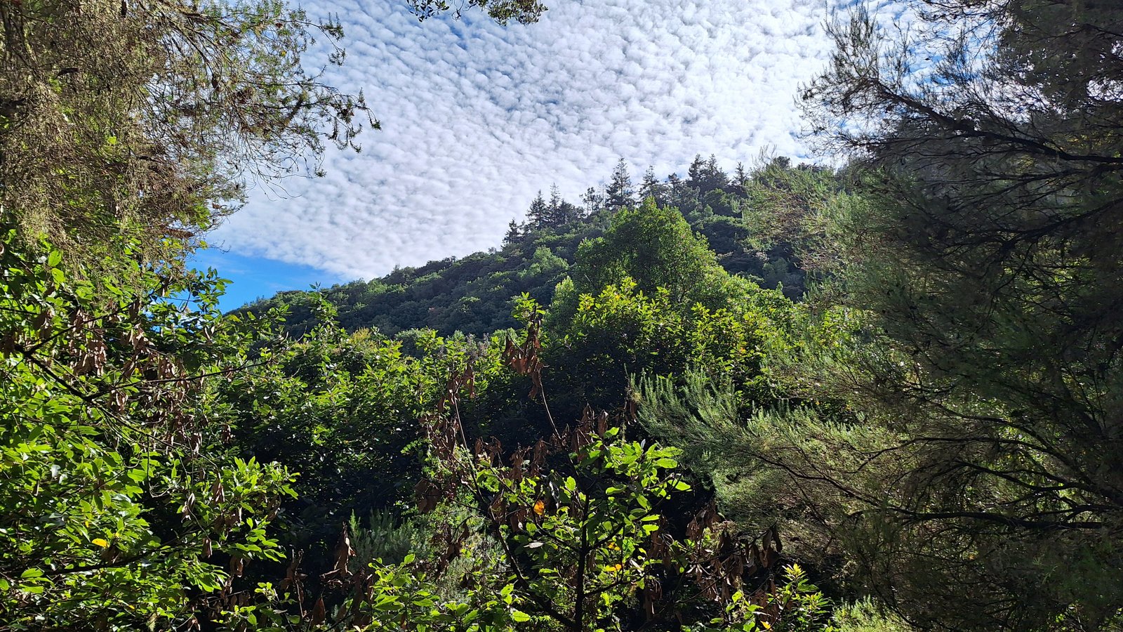 Levada do Caldeirao in Madeira