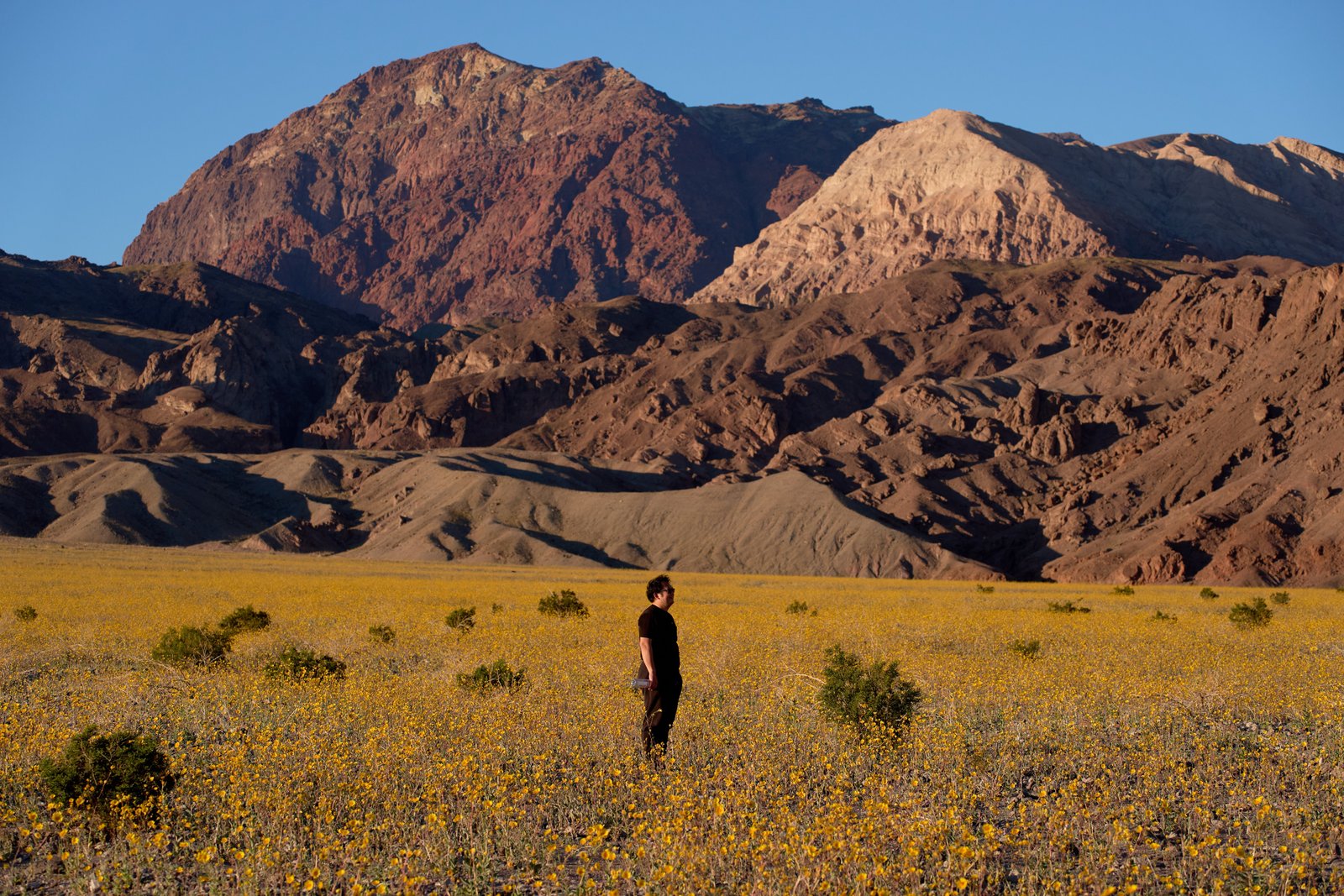A person stands in a field of wildflowers during a superbloom Saturday, March 7, 2026, in Death Valley National Park, Calif. (AP Photo/John Locher)