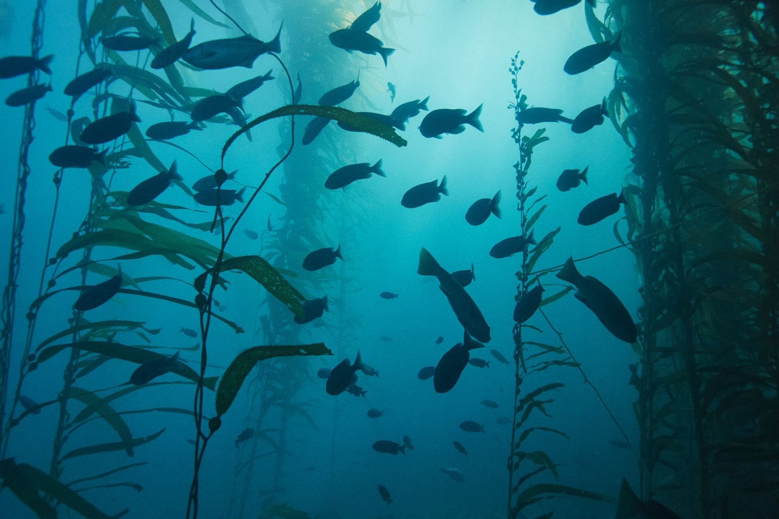 Image may contain Aquatic Water Outdoors Nature Animal Fish Sea Life Shark and Sea