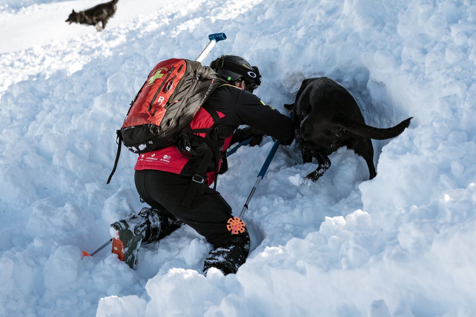 Ski patrol dog carrying out a training avalanche rescue