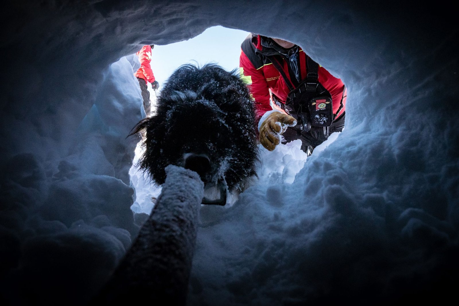 The moment a dog rescues successfully during training
