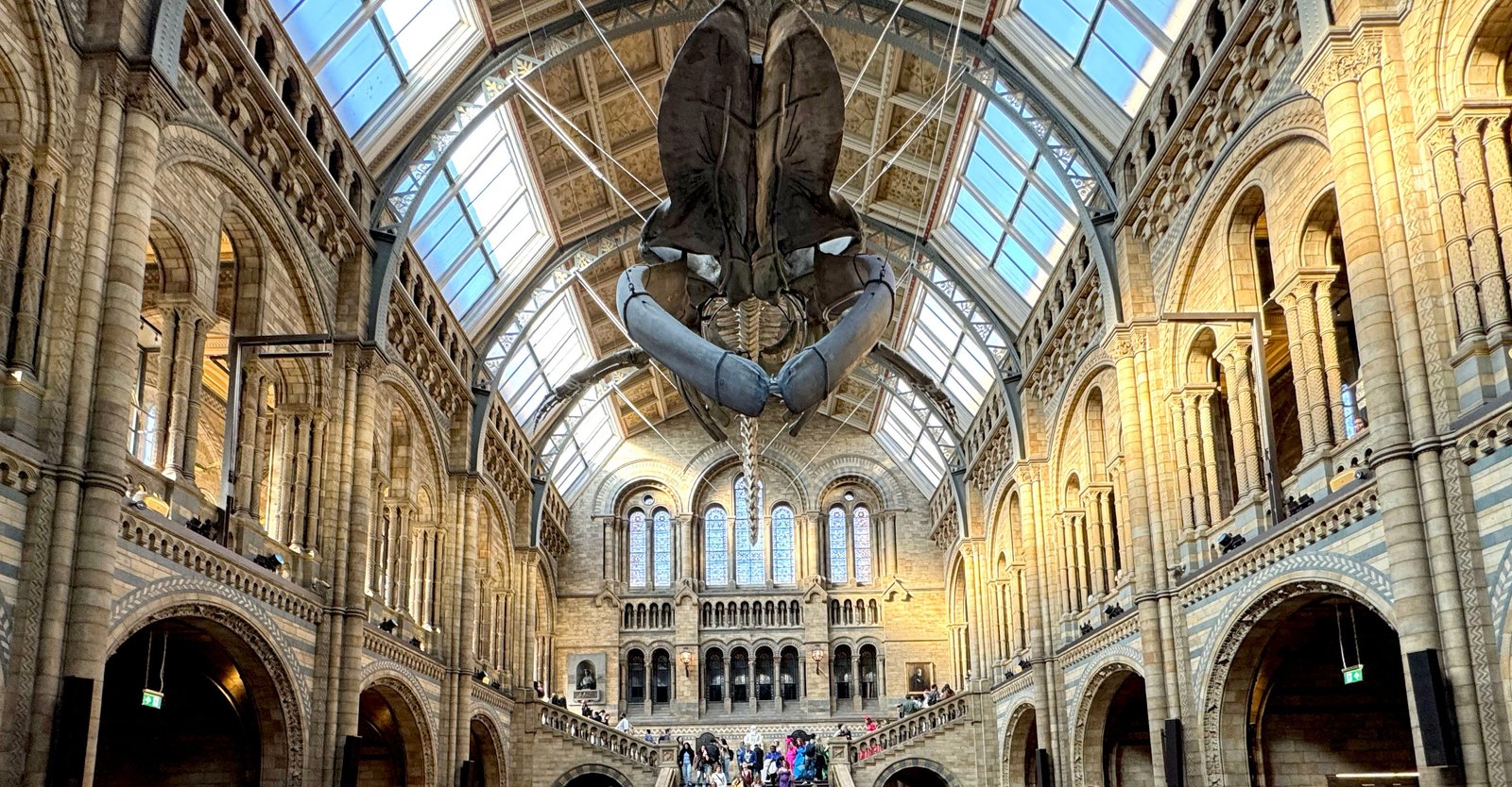 Hintze Hall houses a 25-metre-long blue whale skeleton