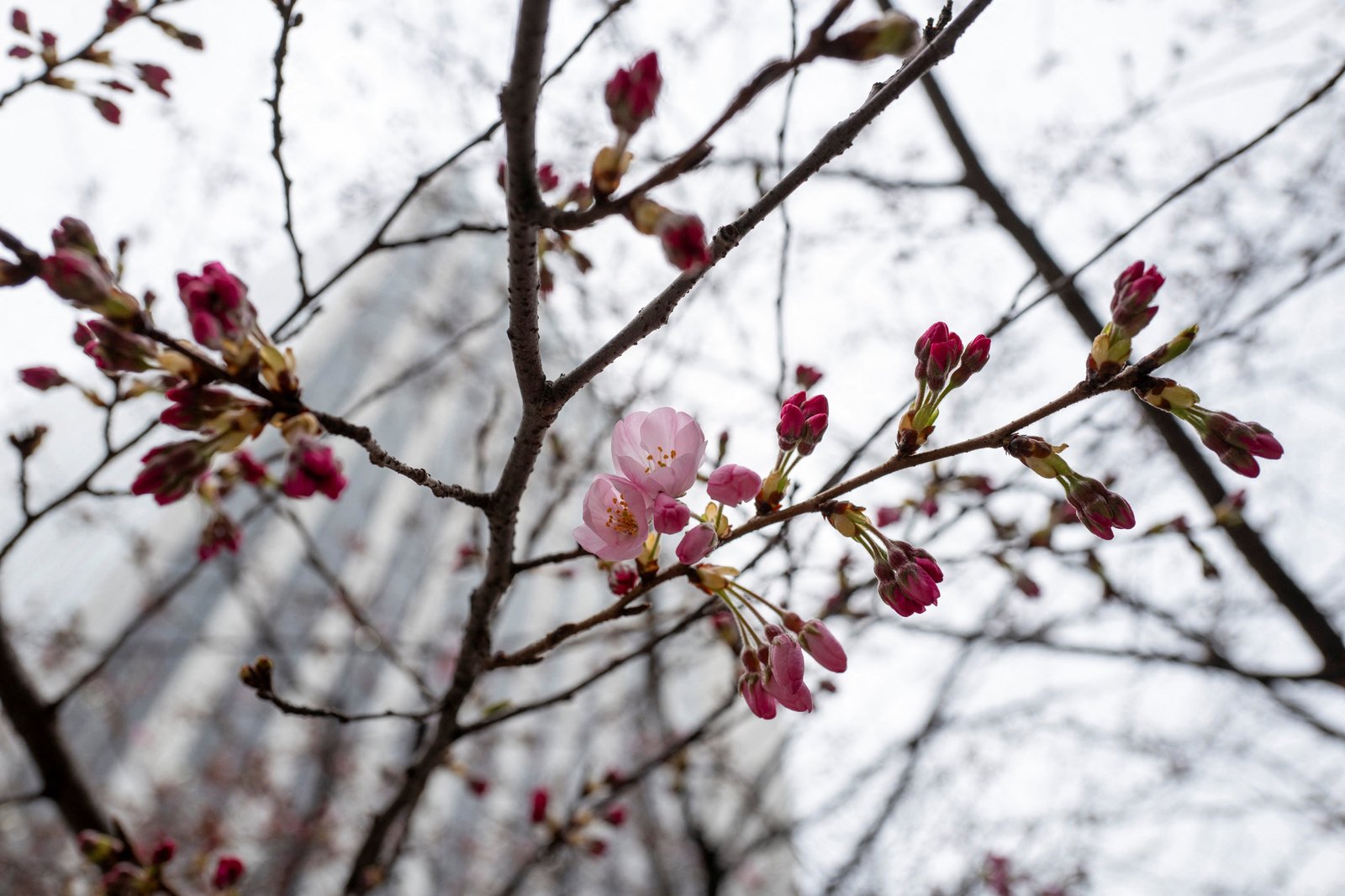 Flowering cherry blossoms and buds from a cherry tree are seen in Tokyo on March 16, 2026, ahead of the official declaration of the cherry blossom season in the Tokyo area. (Photo by Kazuhiro NOGI / AFP via Getty Images)