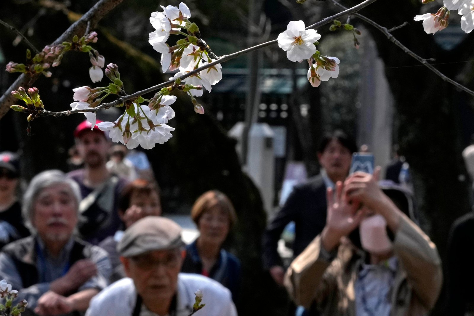 Japan Cherry Blossoms