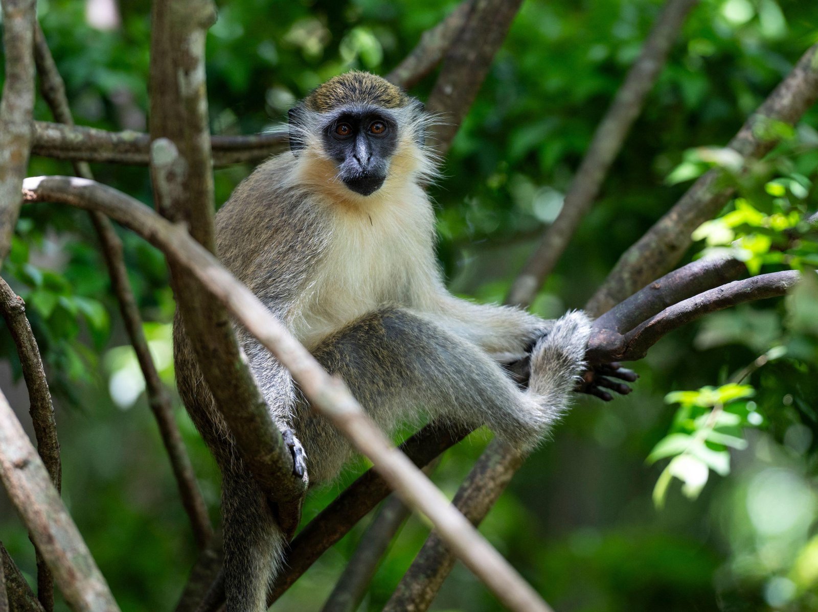 Adventure-seekers will find their thrills at places like Harrison’s Cave and the Barbados Wildlife Reserve (pictured)