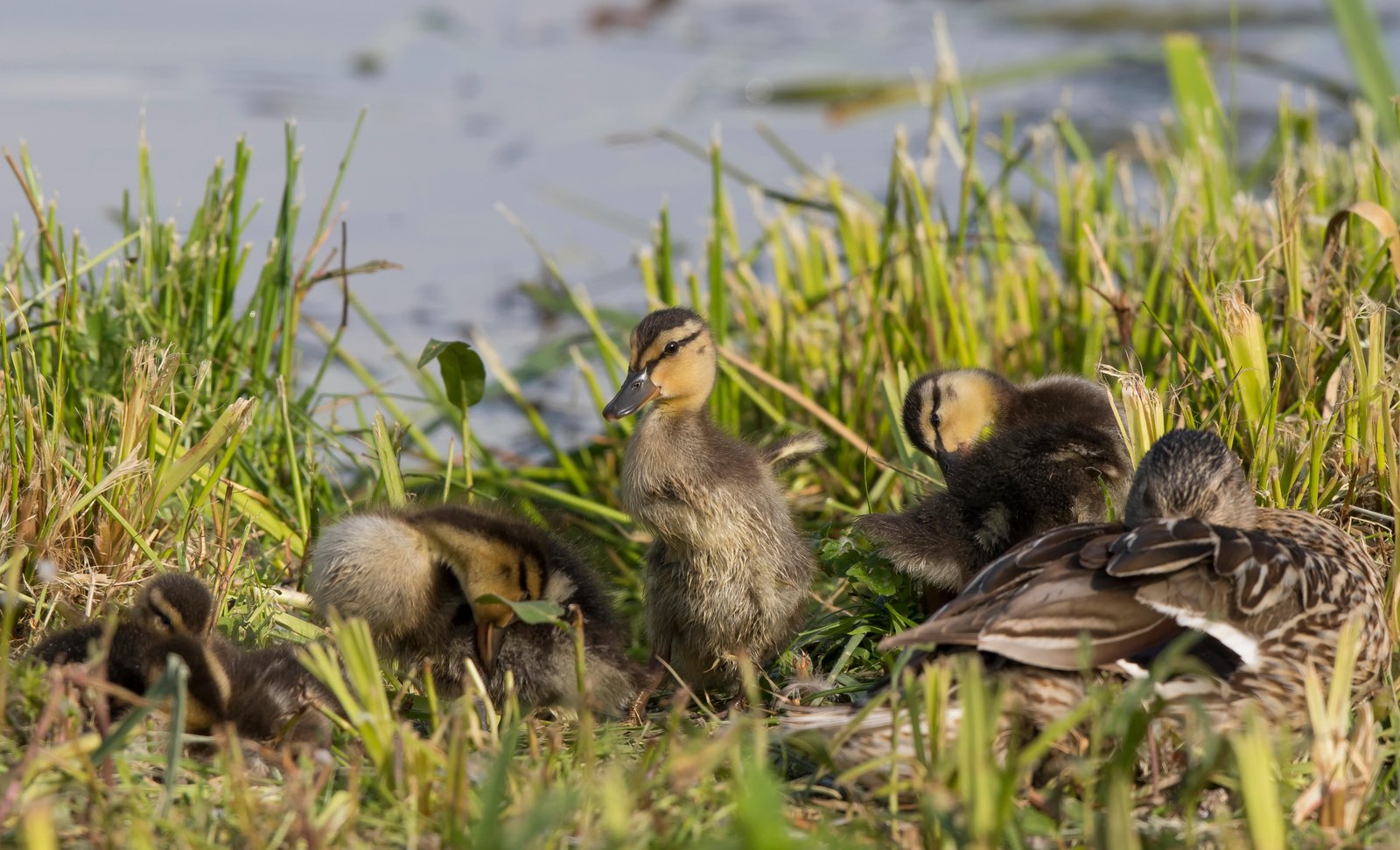 Prepare for extreme cuteness, with a day duckling-spotting at Arundel Wetland Centre