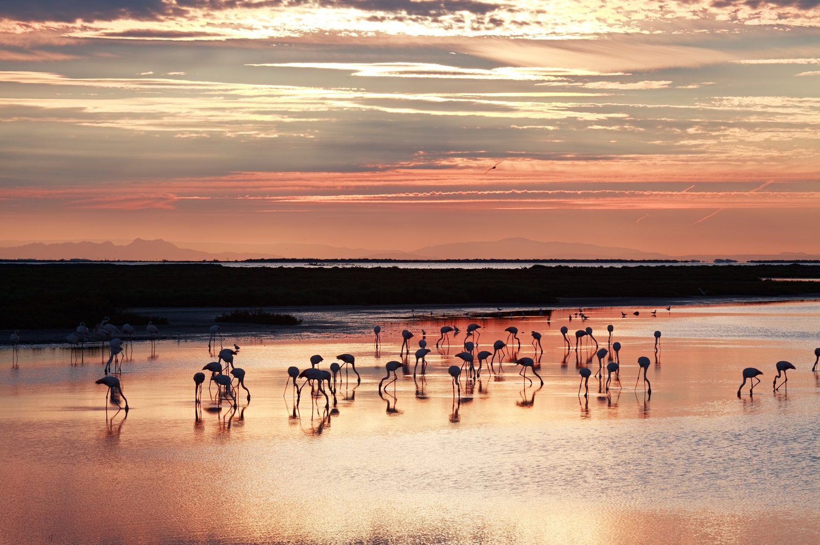 Sailors can look for wildlife – including flamingoes – in the Camargue