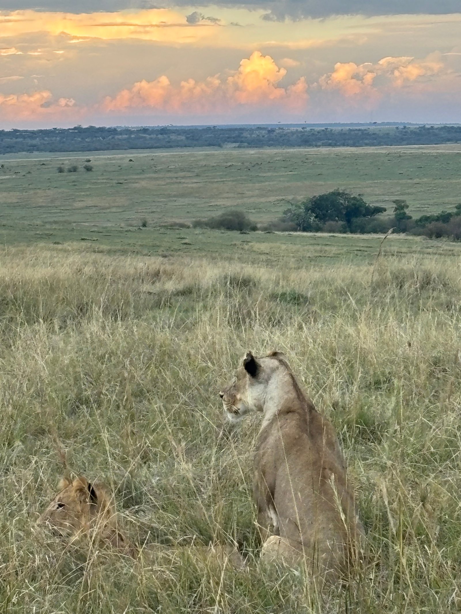 Guides often feel under pressure to show guests the Big Five, including lions
