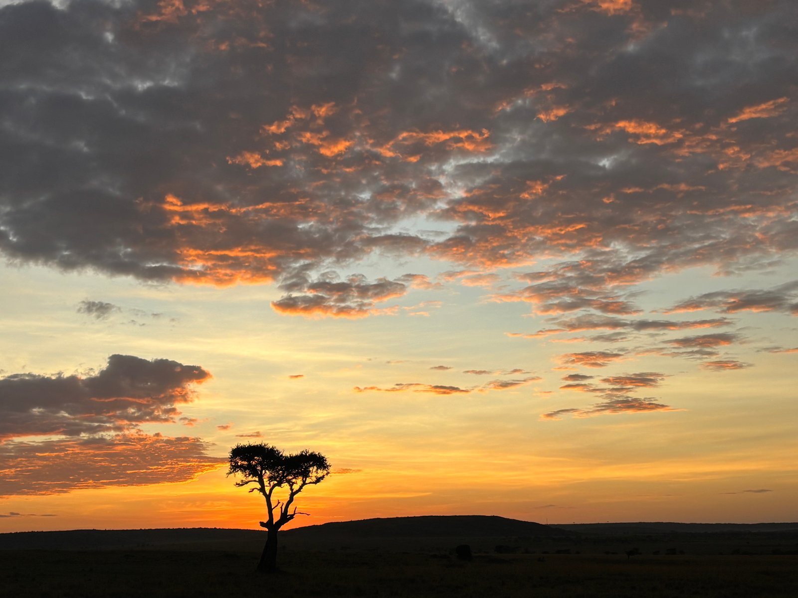 The shoulder period, from mid-October to March, is a quieter time to visit the Maasai Mara