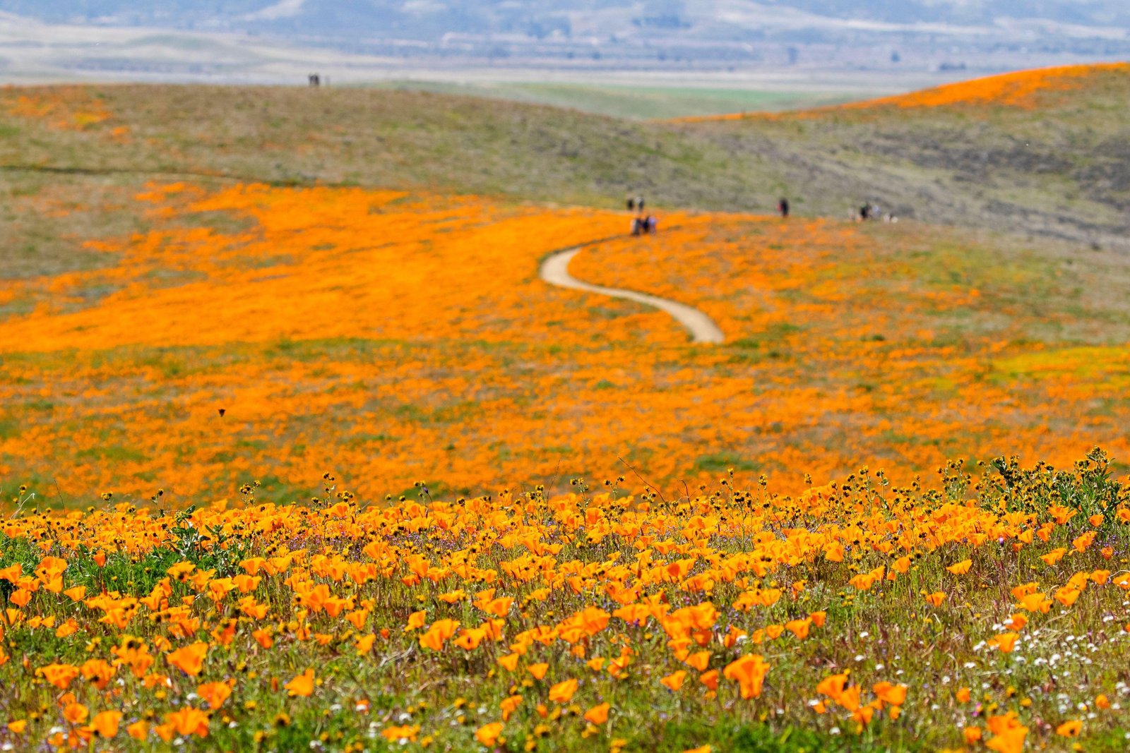 California’s poppy fields plume into vast swathes of vivid orange blooms