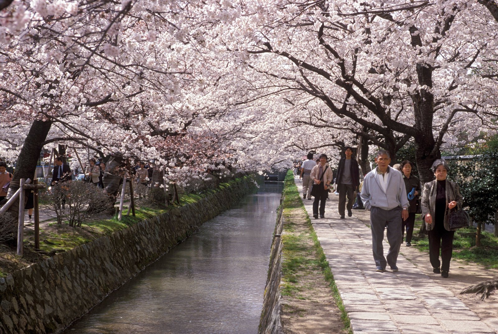 Canopies of cherry blossom over Philosophers Path in Kyoto