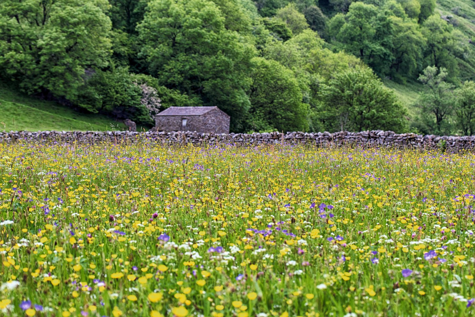 For a classic British wildflower experience, Muker Meadows in the Yorkshire Dales offers one of the most biodiverse displays in the country