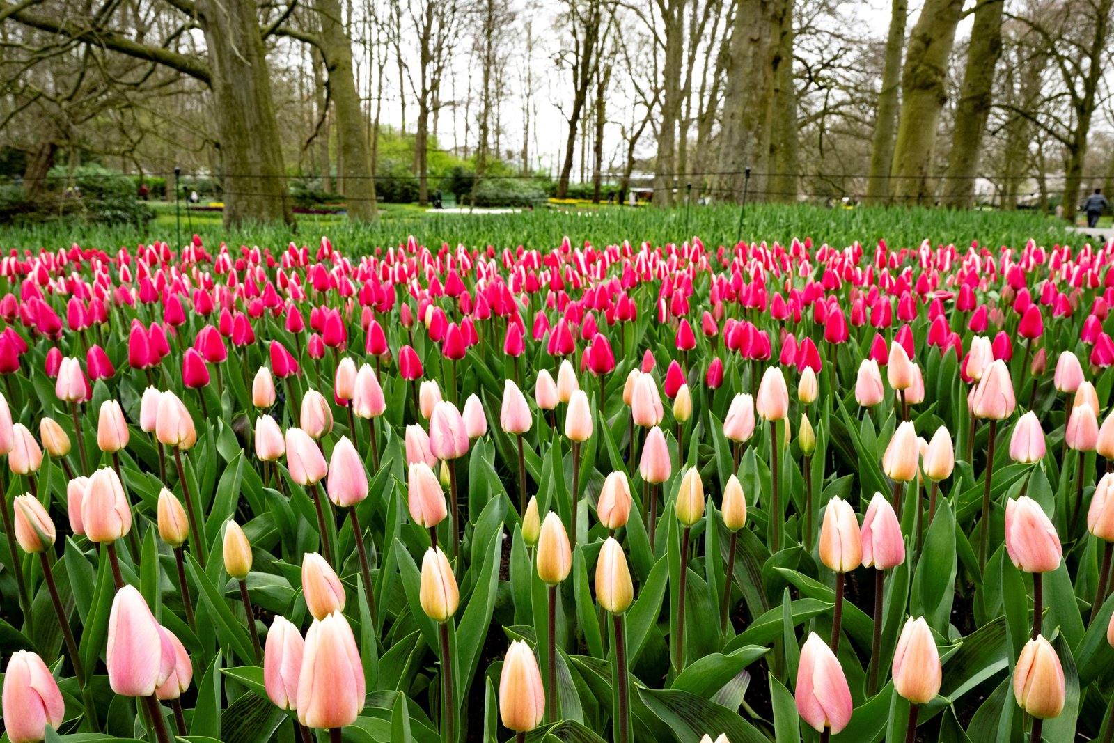 Tulips at the Keukenhof gardens in Lisse, western Netherlands
