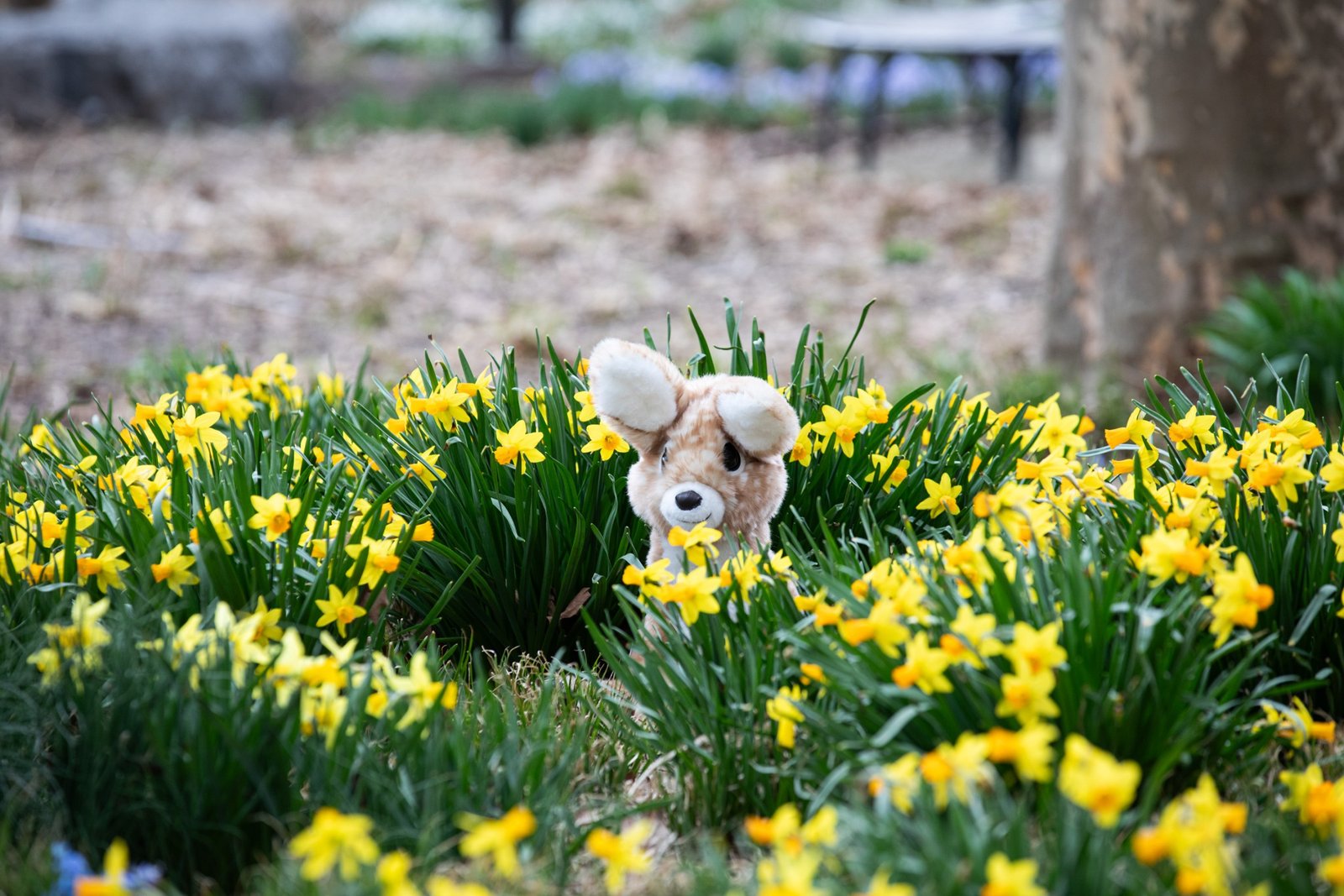 Top of the Fawn Friend’s head peeking up through flowers