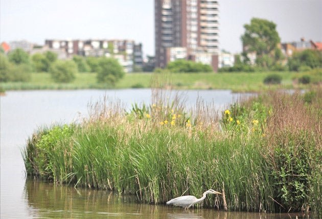 There’s plenty of wildlife to discover at the London Wetland Centre