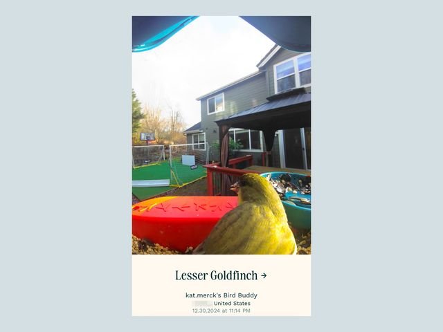 A screenshot from the app for the Bird Buddy Smart Bird Feeder Pro With Solar, showing a yellow bird eating at the ledge of the feeder and the identification of Lesser Goldfinch