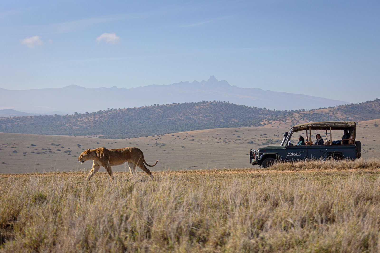 No more than two vehicles are allowed to view a group of animals at any one time