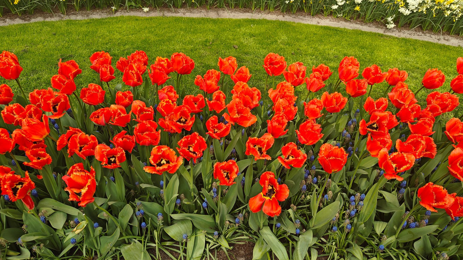 Guests sailing with Holland America Line can visit the brand’s own cultivated tulip