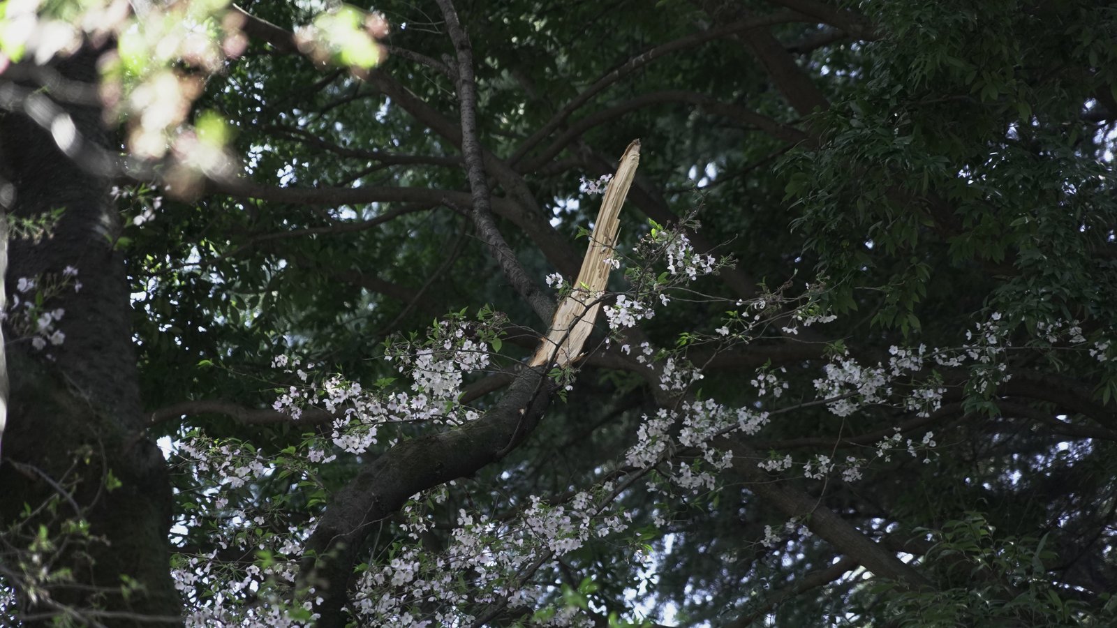 A damaged cherry blossom tree is seen after a nearby tree fell on it, at Kinuta Park in Tokyo, Friday, April 3, 2026, in Tokyo. (AP Photo/Mayuko Ono)