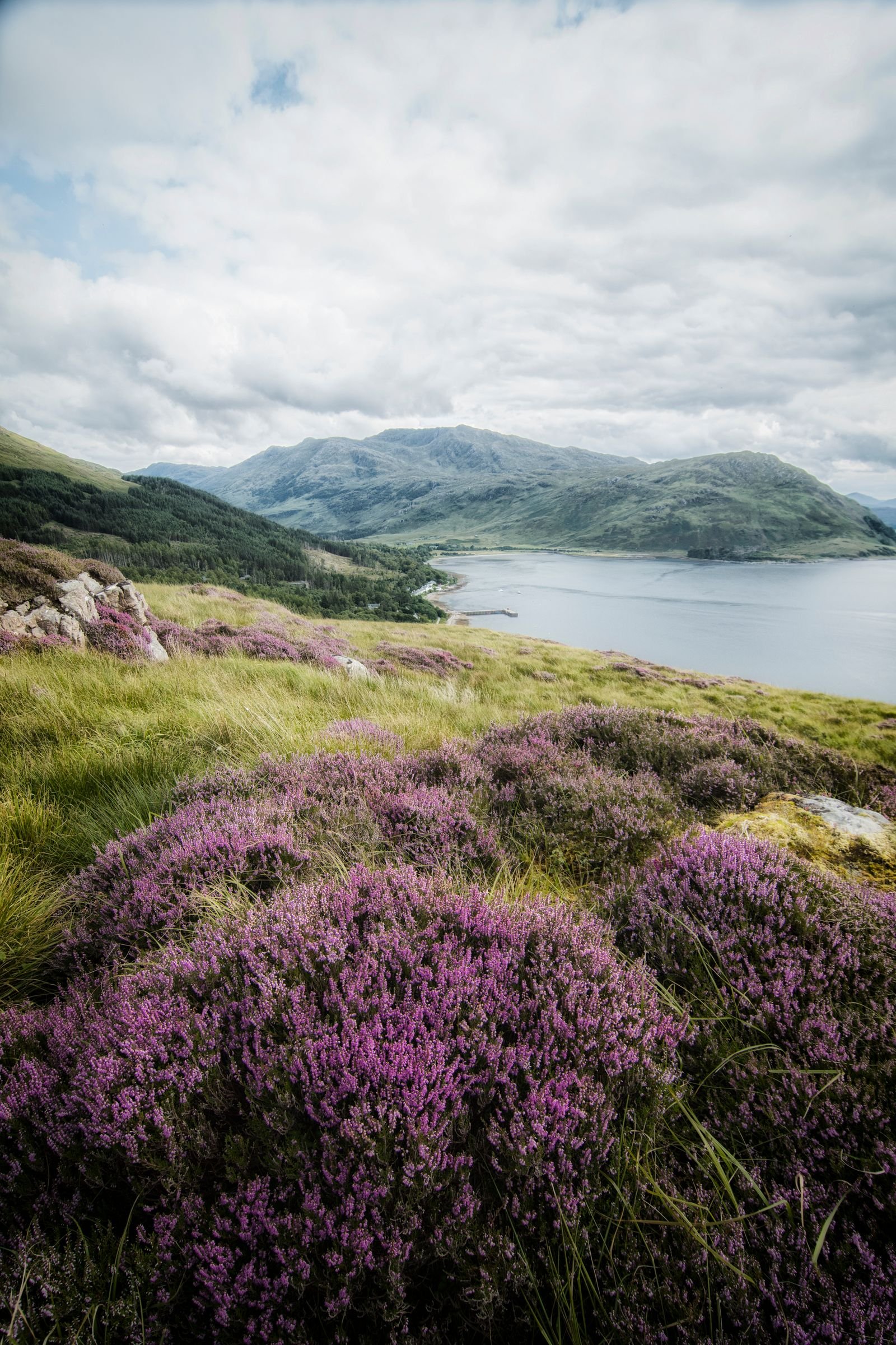 Image may contain Plant Vegetation Nature Outdoors Scenery Wilderness Landscape Grass Land Purple Rock and Tree