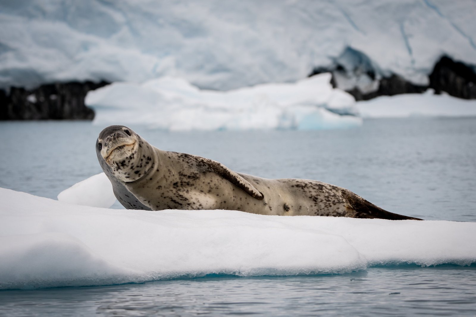 Leopard Seals are often spotted in Curtis Bay in Antarctica