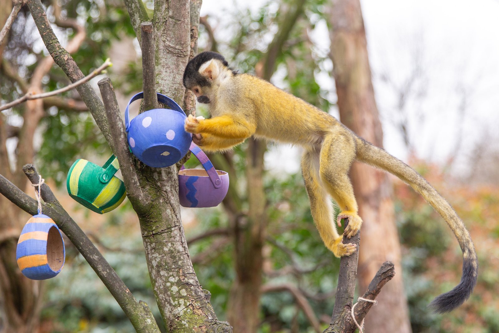 Embark on London Zoo’s Egg Hunt